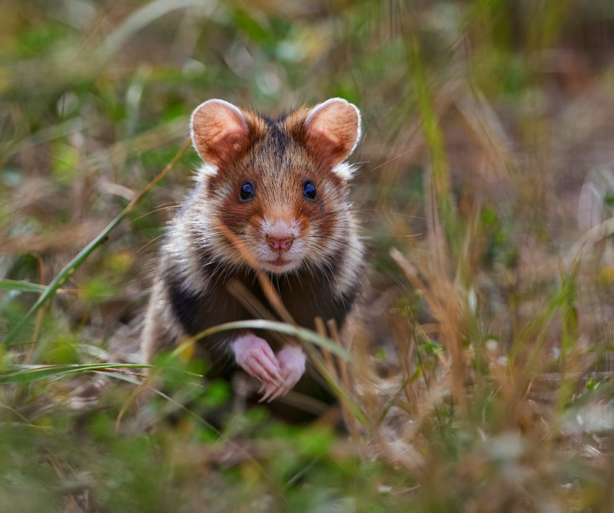 NAC — Nuovi animali da compagnia